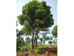 江西精品香樟 芳香之魂与大地的馈赠