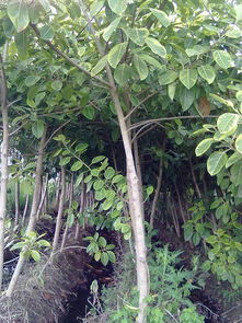 龙海市兴涛花木专业合作社 香樟种植的绿色先锋