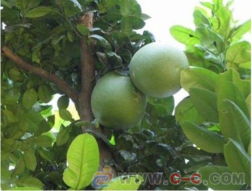 香泡与香樟 低价绿植与便捷交通的理想选择