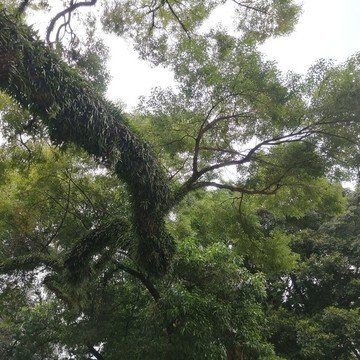 千年樟树的栖居 古树之下与香的故事