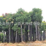 香樟 油茶 杜英 桂花 红果冬青 黄山栾树 枫树广西 南宁宁乡县楠竹山苗木种植专业合作社产品供应第1页