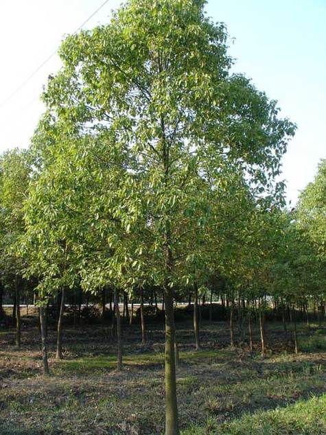 香樟树价格解析 8公分香樟的市场行情与选购指南